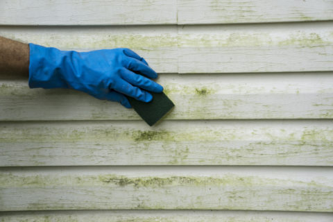 Moss and Mould treatment